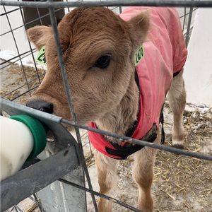 Meet your Posher, Amy